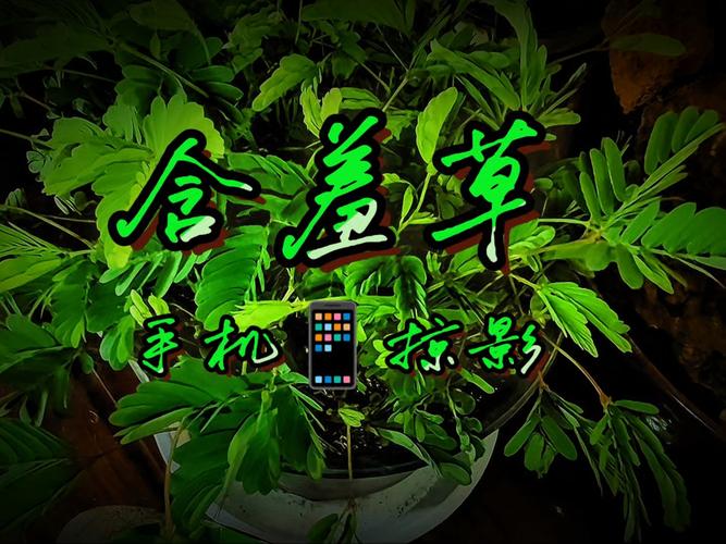 东京高级精油按摩｜银座·六本木隐秘名店推荐｜专业芳疗师深层舒压体验